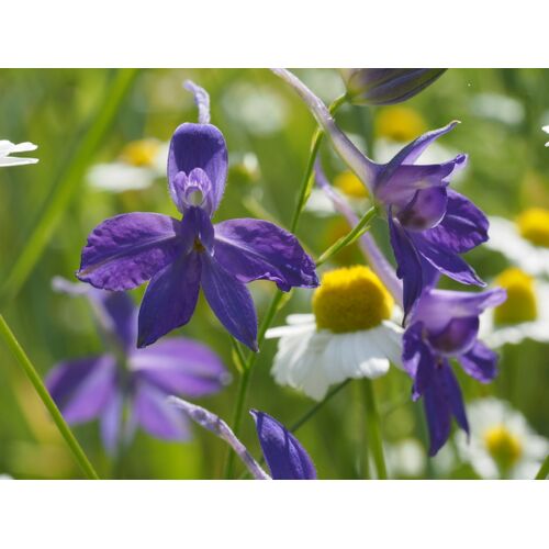 Der Feldrittersporn bevorzugt sonnige, kalkhaltige Böden